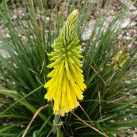 Kniphofia citrina